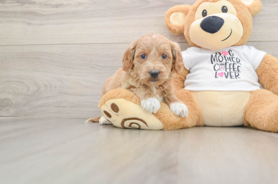Sweet Mini Goldendoodle Baby