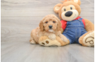 Mini Goldendoodle Pup Being Cute