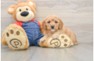 Energetic Golden Doodle Poodle Mix Puppy