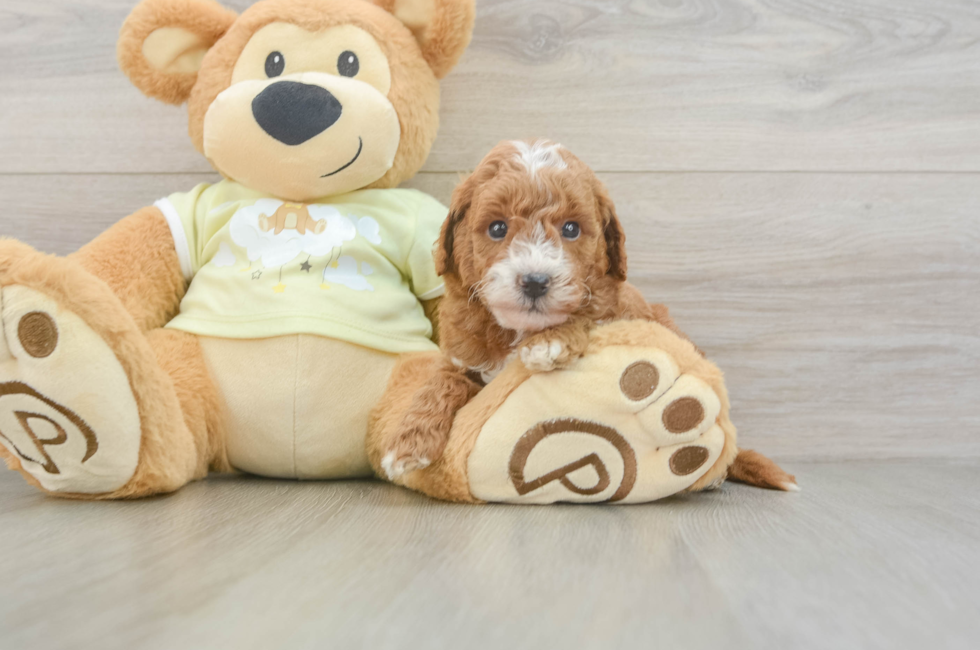6 week old Mini Goldendoodle Puppy For Sale - Fairfield Furbabies