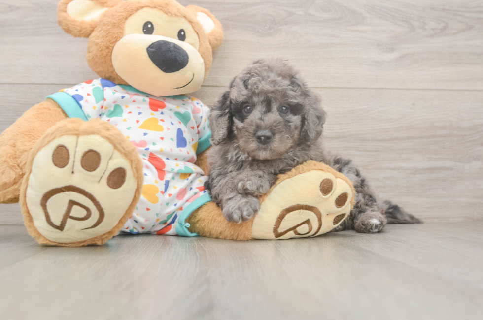 7 week old Mini Goldendoodle Puppy For Sale - Fairfield Furbabies