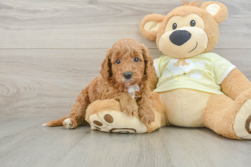 6 week old Mini Goldendoodle Puppy For Sale - Fairfield Furbabies