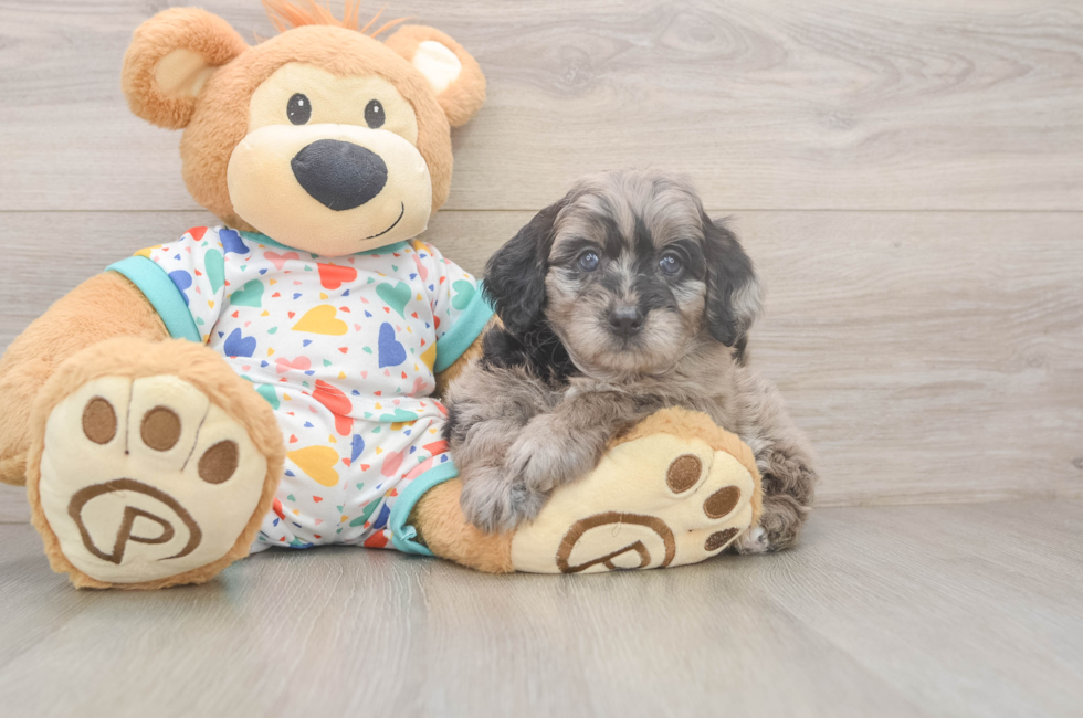7 week old Mini Goldendoodle Puppy For Sale - Fairfield Furbabies
