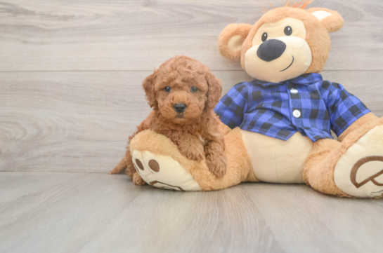 7 week old Mini Goldendoodle Puppy For Sale - Fairfield Furbabies Mini Goldendoodle Puppy for Adoption