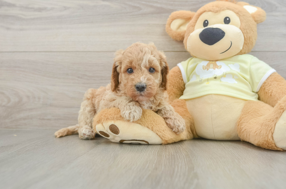 6 week old Mini Goldendoodle Puppy For Sale - Fairfield Furbabies