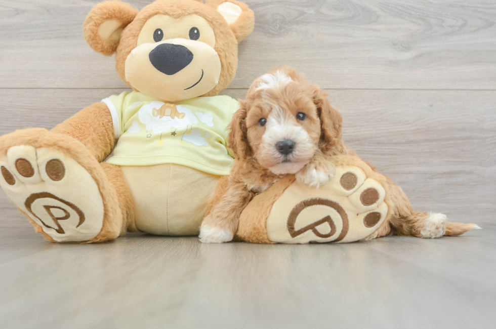 6 week old Mini Goldendoodle Puppy For Sale - Fairfield Furbabies