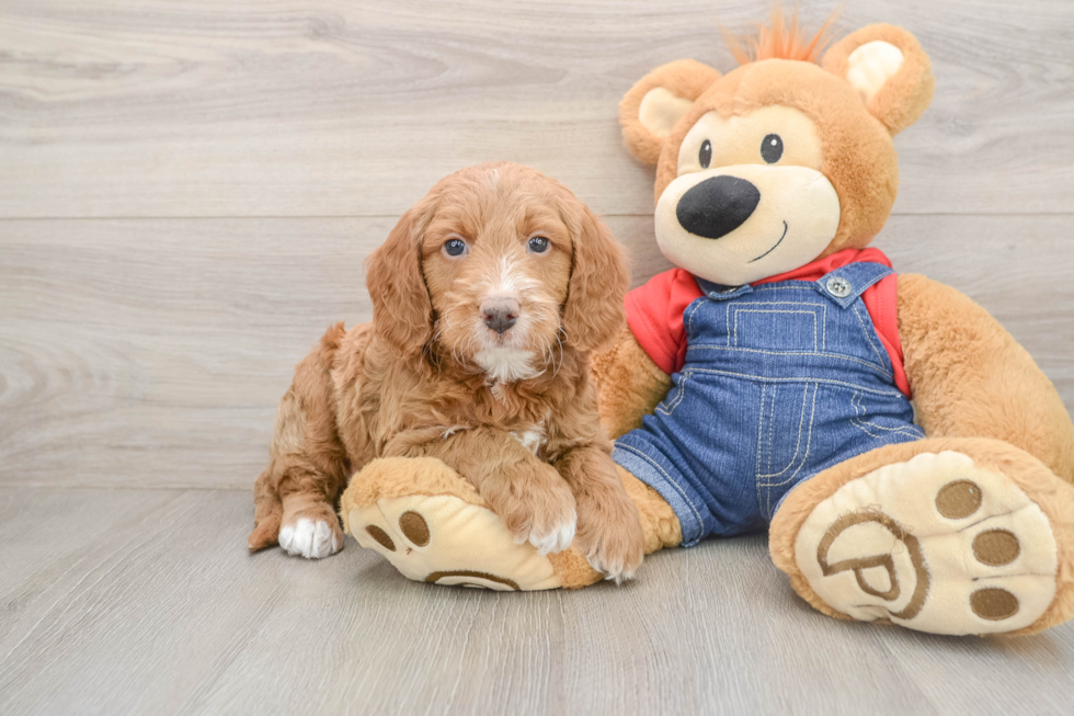 Petite Mini Goldendoodle Poodle Mix Pup