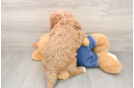Mini Goldendoodle Pup Being Cute