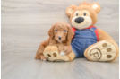 Playful Mini Groodle Poodle Mix Puppy