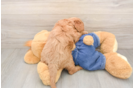 Mini Goldendoodle Puppy for Adoption