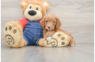 Best Mini Goldendoodle Baby