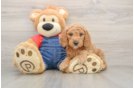 Mini Goldendoodle Pup Being Cute