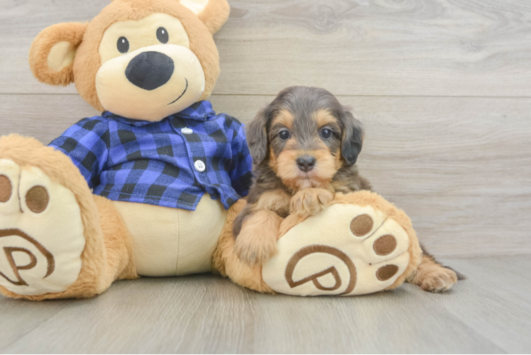Hypoallergenic Mini Goldiepoo Poodle Mix Puppy