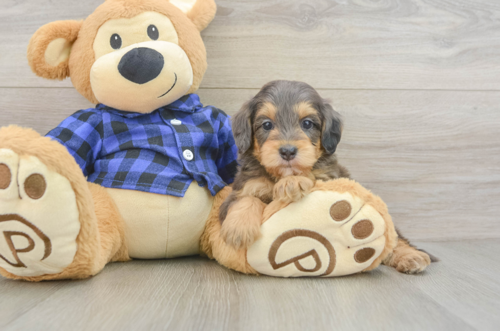 7 week old Mini Goldendoodle Puppy For Sale - Fairfield Furbabies