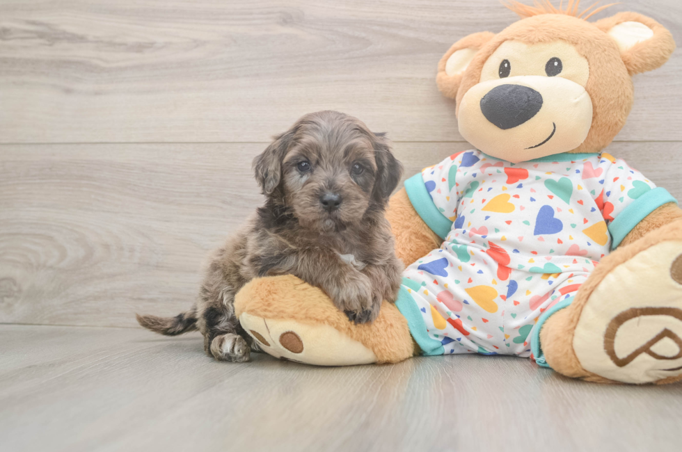 7 week old Mini Goldendoodle Puppy For Sale - Fairfield Furbabies