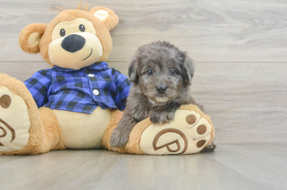 7 week old Mini Goldendoodle Puppy For Sale - Fairfield Furbabies