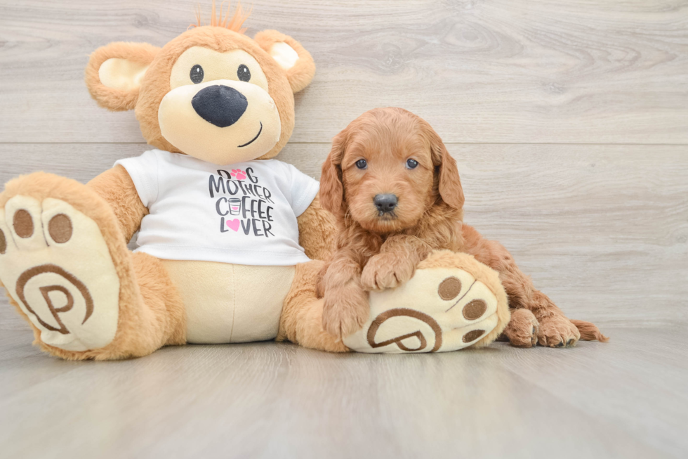 Mini Goldendoodle Pup Being Cute