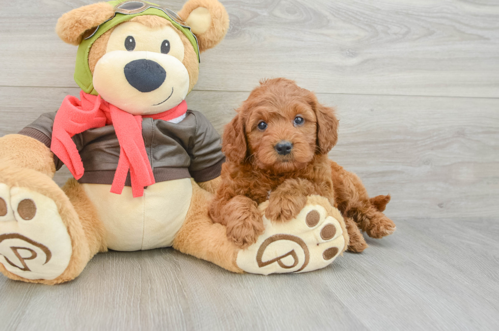 6 week old Mini Goldendoodle Puppy For Sale - Fairfield Furbabies