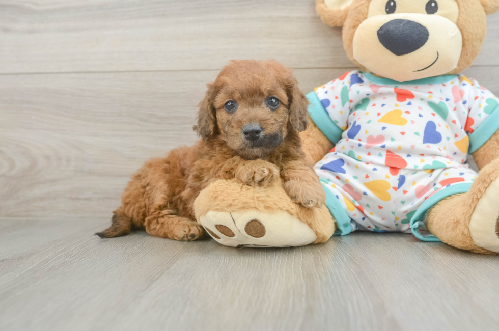 6 week old Mini Goldendoodle Puppy For Sale - Fairfield Furbabies