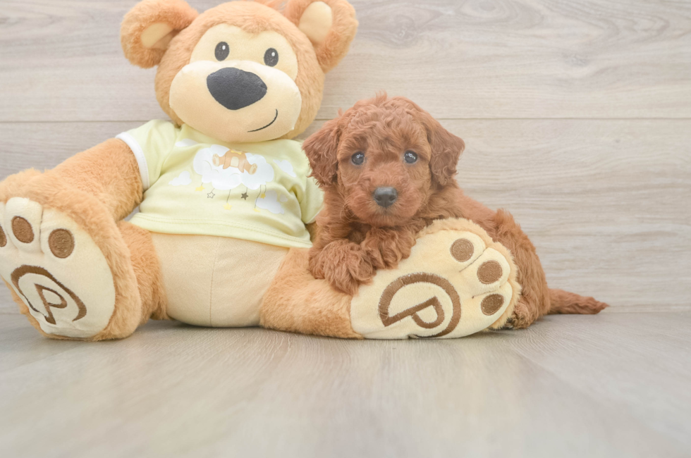 5 week old Mini Goldendoodle Puppy For Sale - Fairfield Furbabies