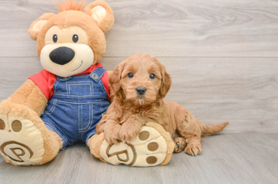Fluffy Mini Goldendoodle Poodle Mix Pup