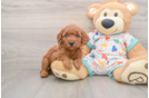 Smart Mini Goldendoodle Poodle Mix Pup