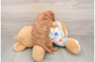 Petite Mini Goldendoodle Poodle Mix Pup