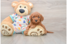Best Mini Goldendoodle Baby