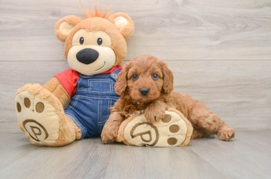 PAPRIKA, a Mini Goldendoodle littermate