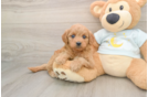 Popular Mini Goldendoodle Poodle Mix Pup