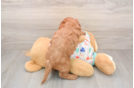 Friendly Mini Goldendoodle Baby
