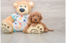 Adorable Golden Retriever Poodle Mix Poodle Mix Puppy