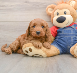 7 week old Mini Goldendoodle Puppy For Sale - Fairfield Furbabies