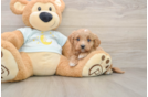 Playful Mini Groodle Poodle Mix Puppy