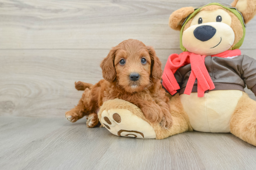 6 week old Mini Goldendoodle Puppy For Sale - Fairfield Furbabies