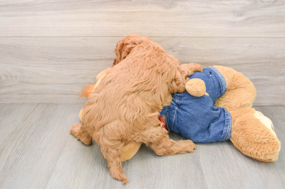 Sweet Mini Goldendoodle Baby