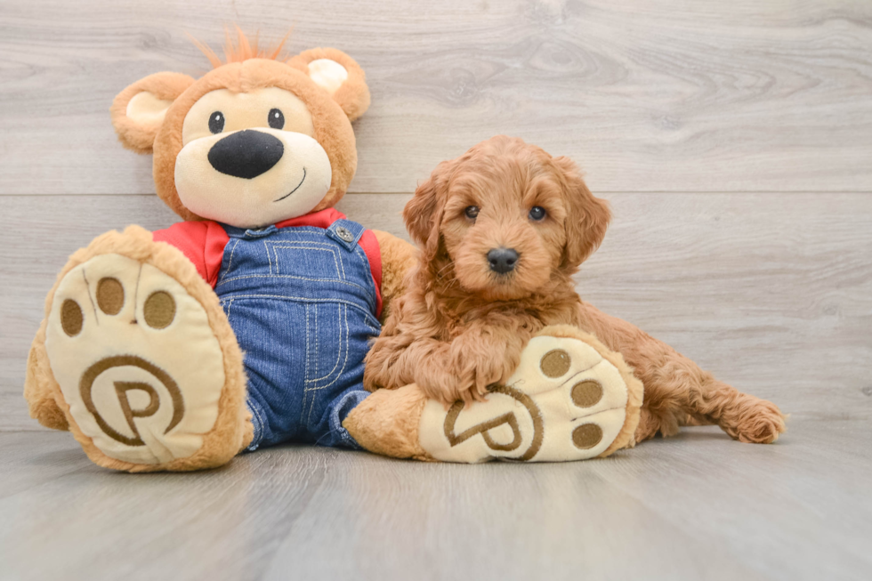 Fluffy Mini Goldendoodle Poodle Mix Pup