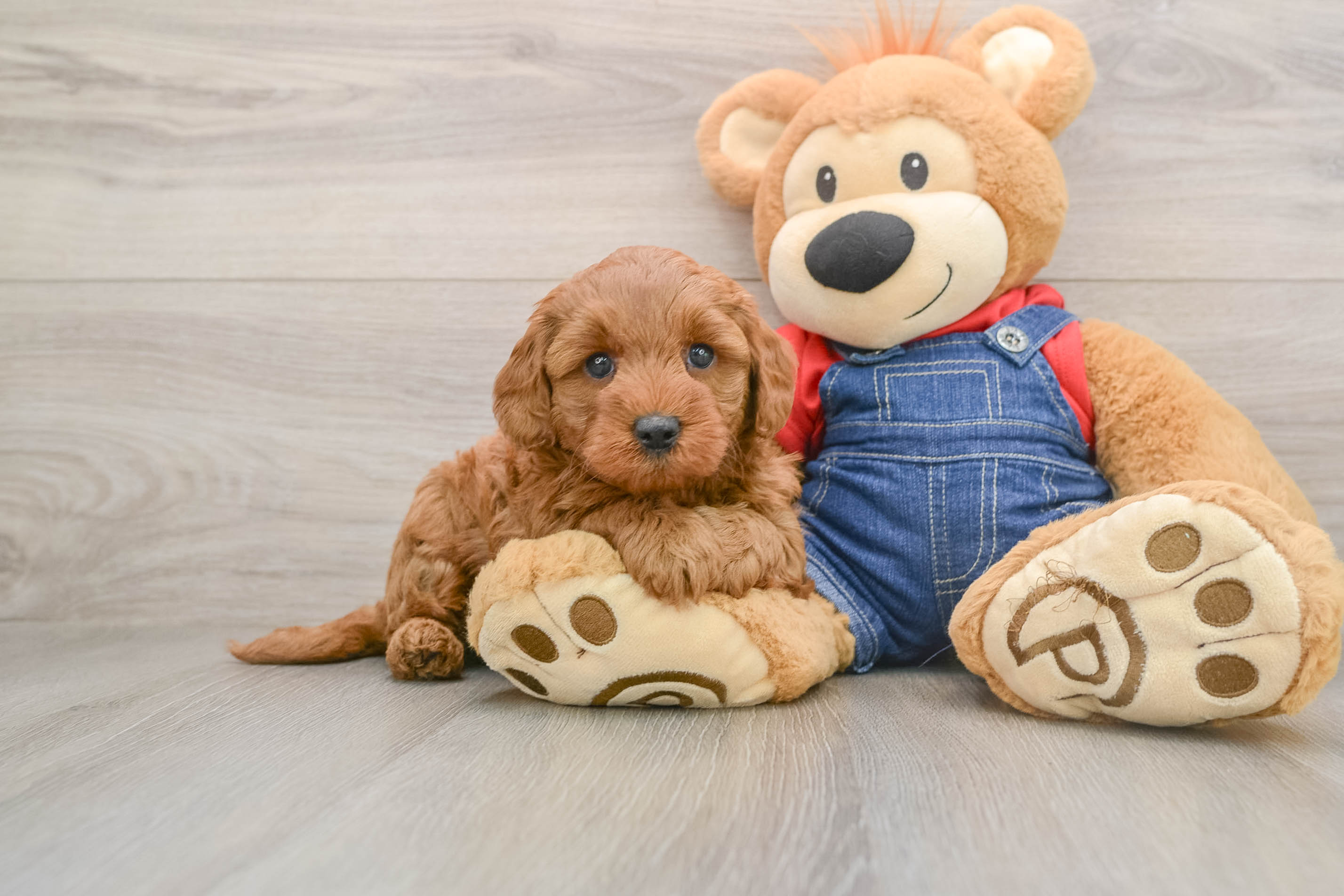 Hypoallergenic Mini Goldiepoo Poodle Mix Puppy