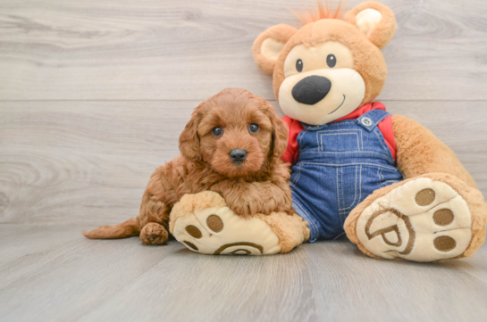 PERRY, a Mini Goldendoodle littermate