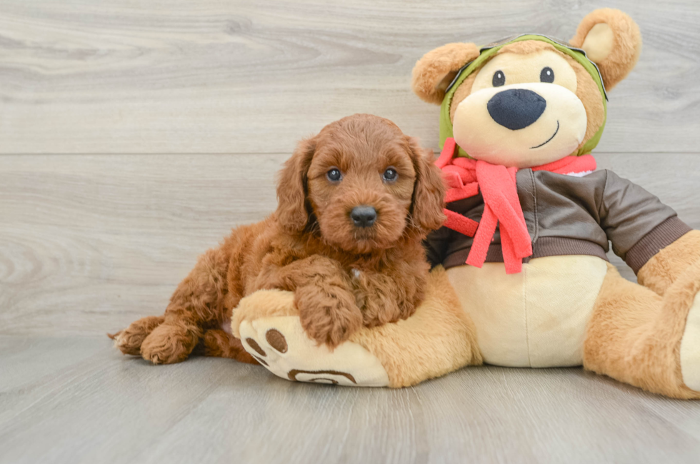 6 week old Mini Goldendoodle Puppy For Sale - Fairfield Furbabies