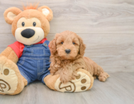 7 week old Mini Goldendoodle Puppy For Sale - Fairfield Furbabies