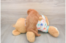 Best Mini Goldendoodle Baby