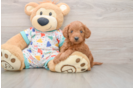 Popular Mini Goldendoodle Poodle Mix Pup