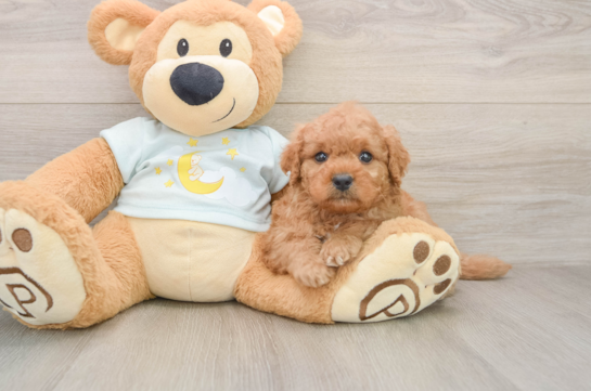 Fluffy Mini Goldendoodle Poodle Mix Pup