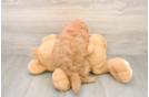 Mini Goldendoodle Pup Being Cute