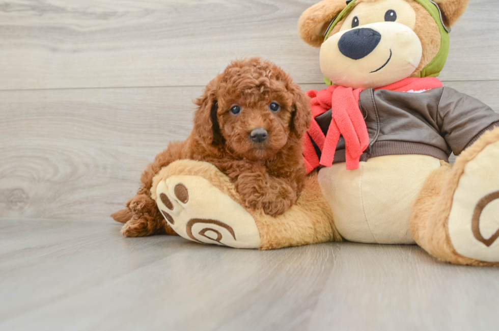 6 week old Mini Goldendoodle Puppy For Sale - Fairfield Furbabies