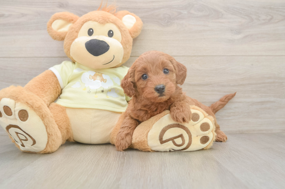 5 week old Mini Goldendoodle Puppy For Sale - Fairfield Furbabies