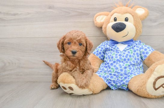 Mini Goldendoodle Pup Being Cute