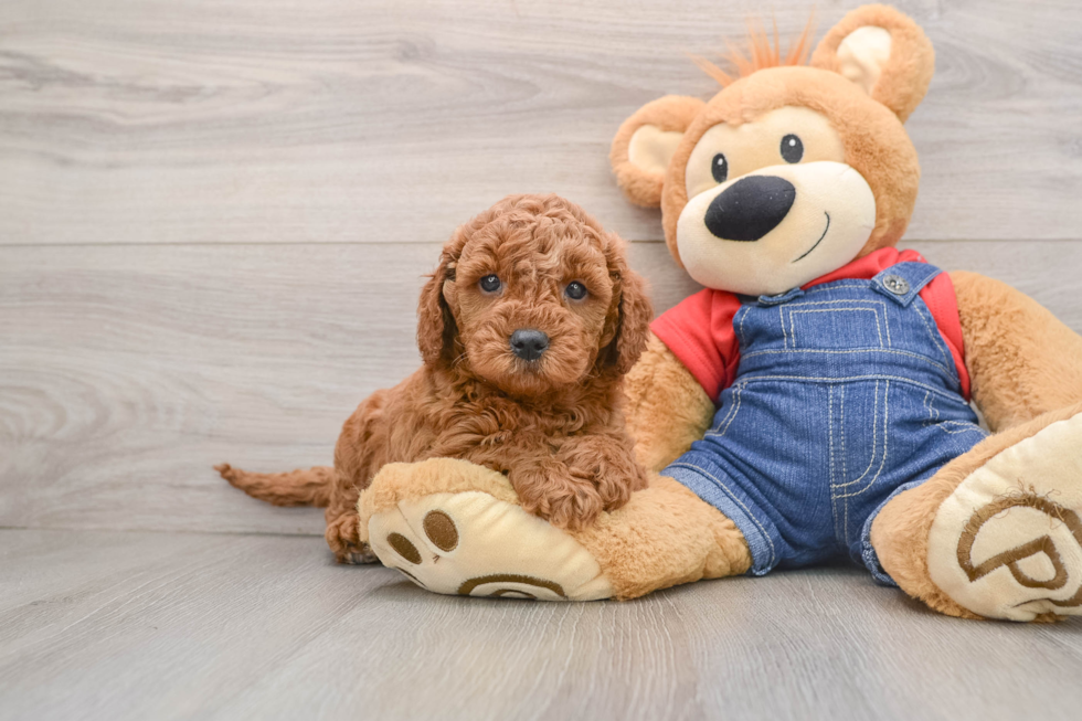 Funny Mini Goldendoodle Poodle Mix Pup