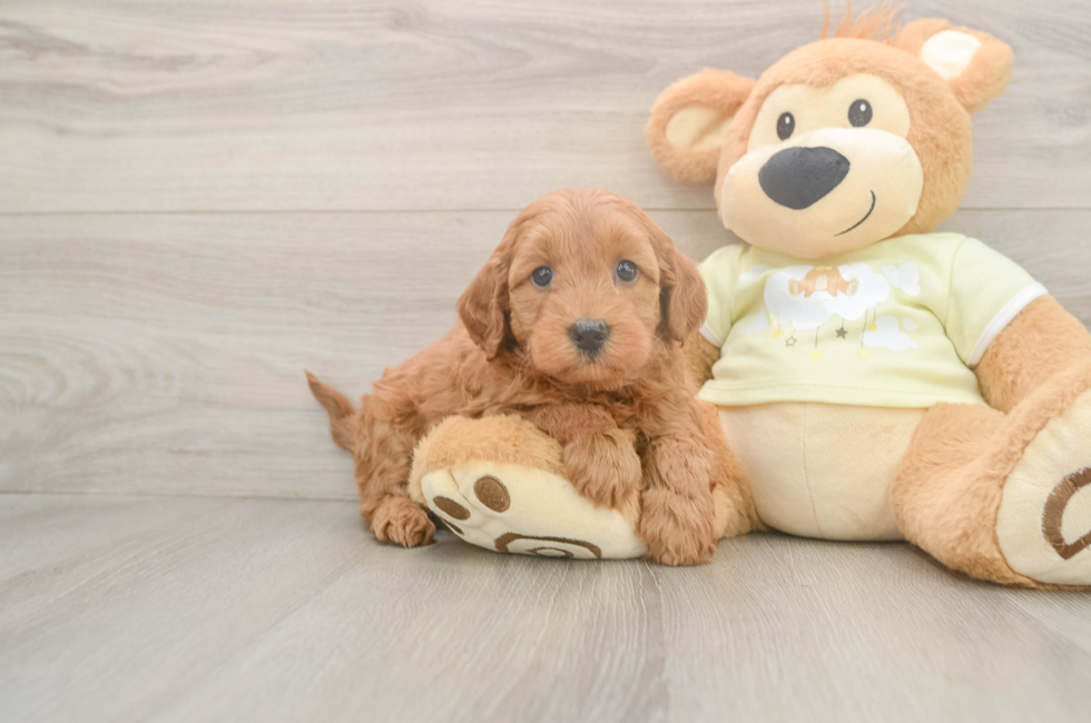 5 week old Mini Goldendoodle Puppy For Sale - Fairfield Furbabies